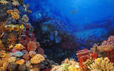 Több oka van, hogy felére csökkent a világ korallzátonnyal borított területe