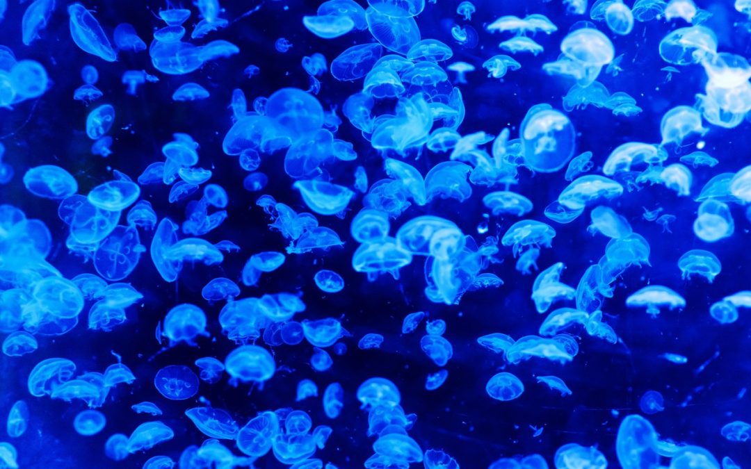 Idén is medúzainvázió fenyeget?