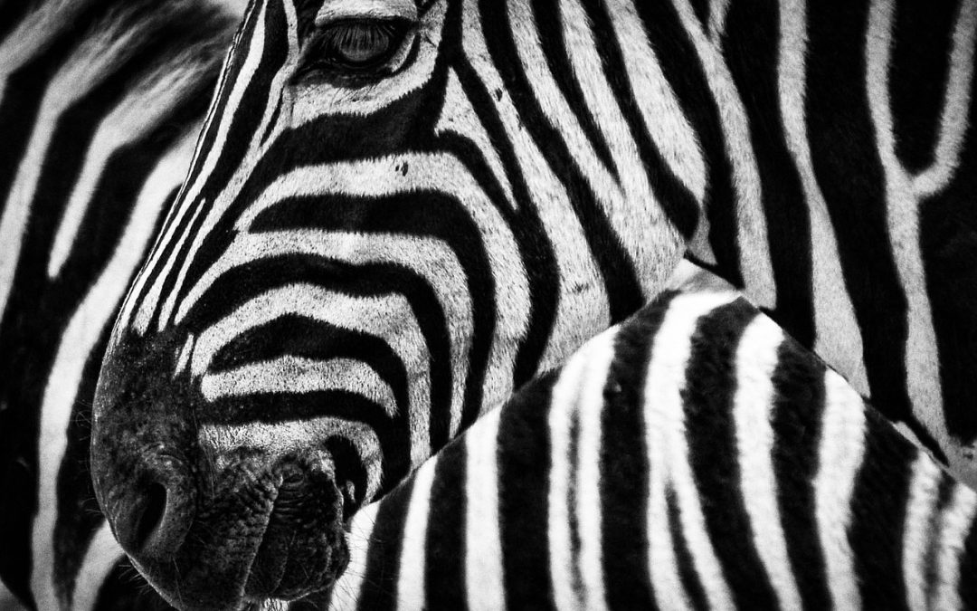Mire valók a zebracsíkok és hogyan működnek?