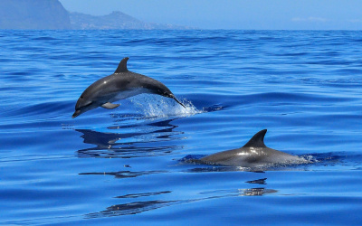 Delfinek úszkálnak a horvát szigetek közelében – itt láthatod őket